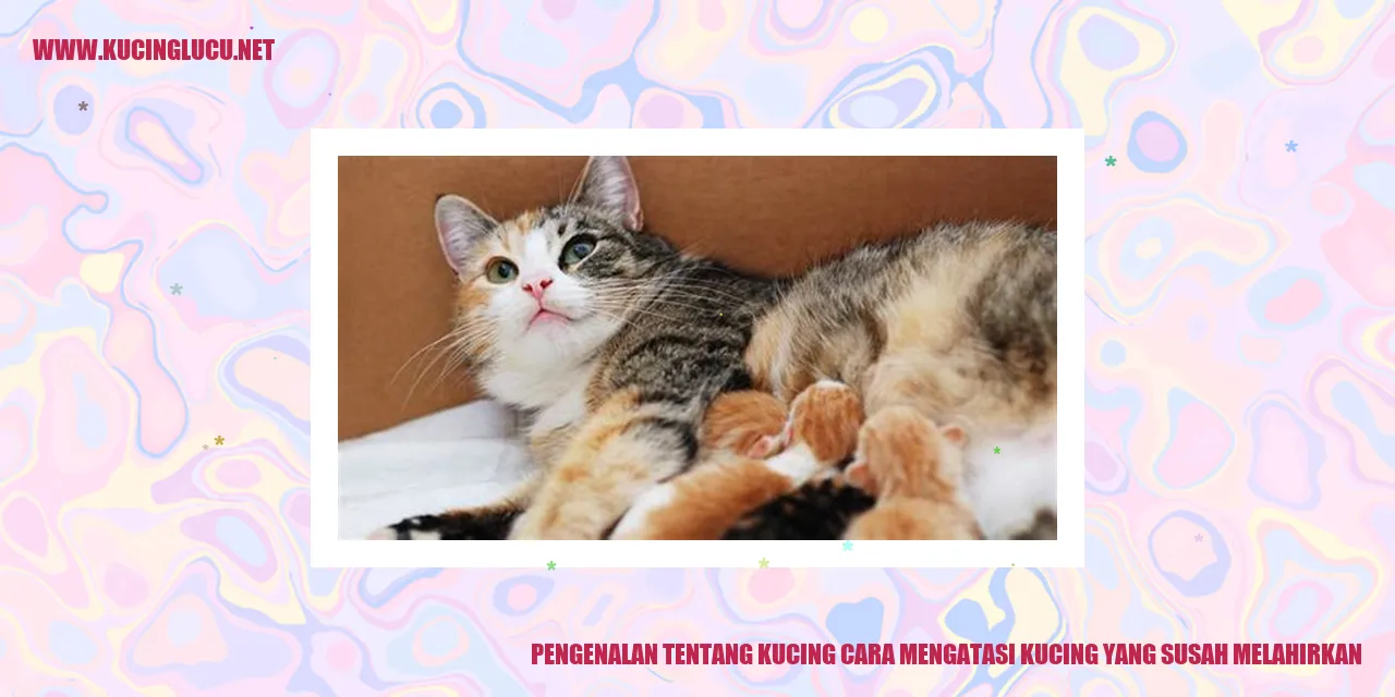 Kucing yang sedang melahirkan