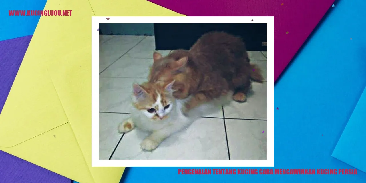 Kucing Persia