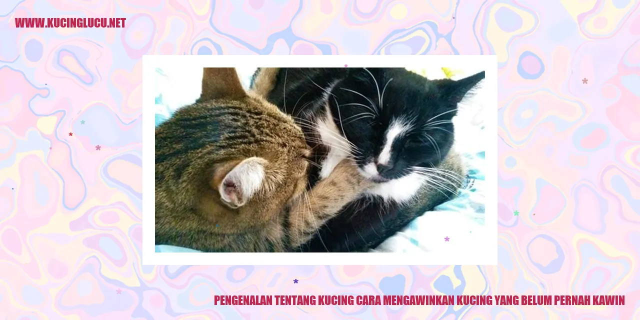 gambar kucing mengawinkan