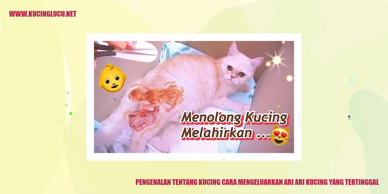 Ari-ari kucing yang tertinggal