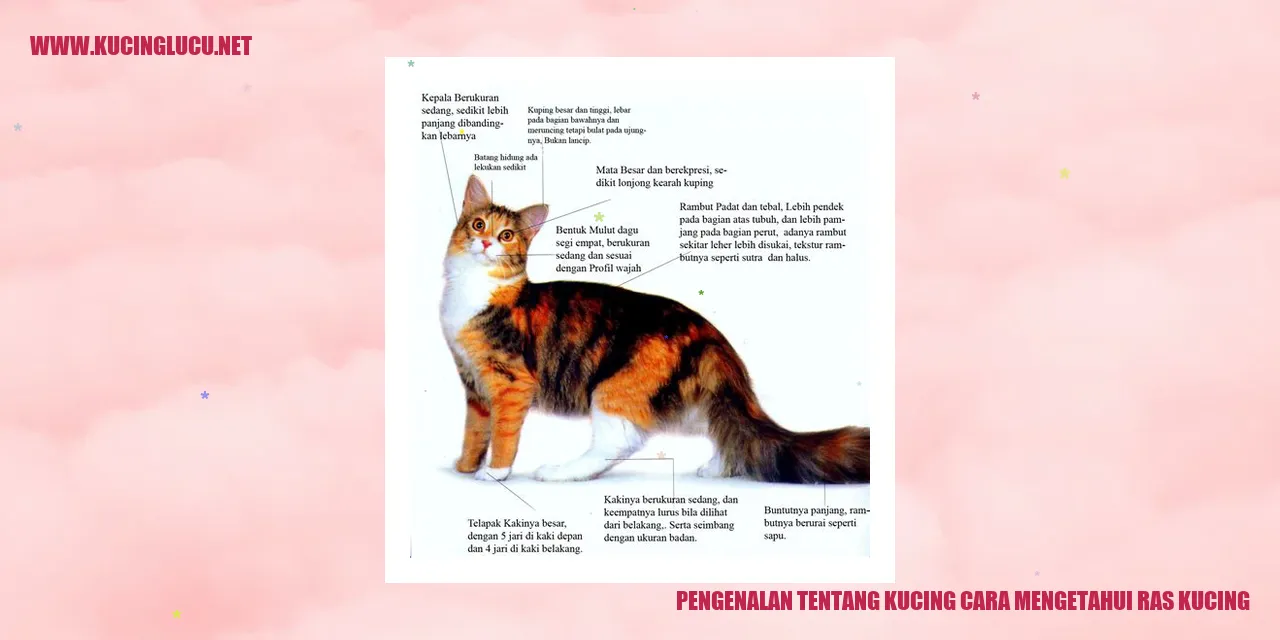 Ilustrasi Kucing