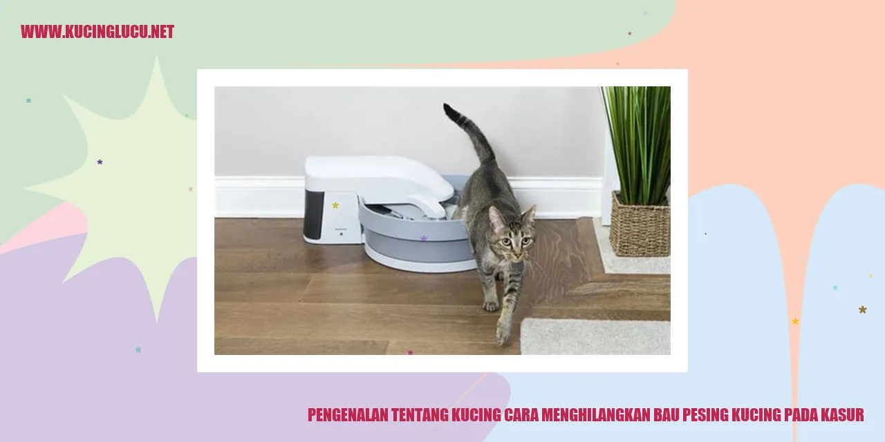 Kucing