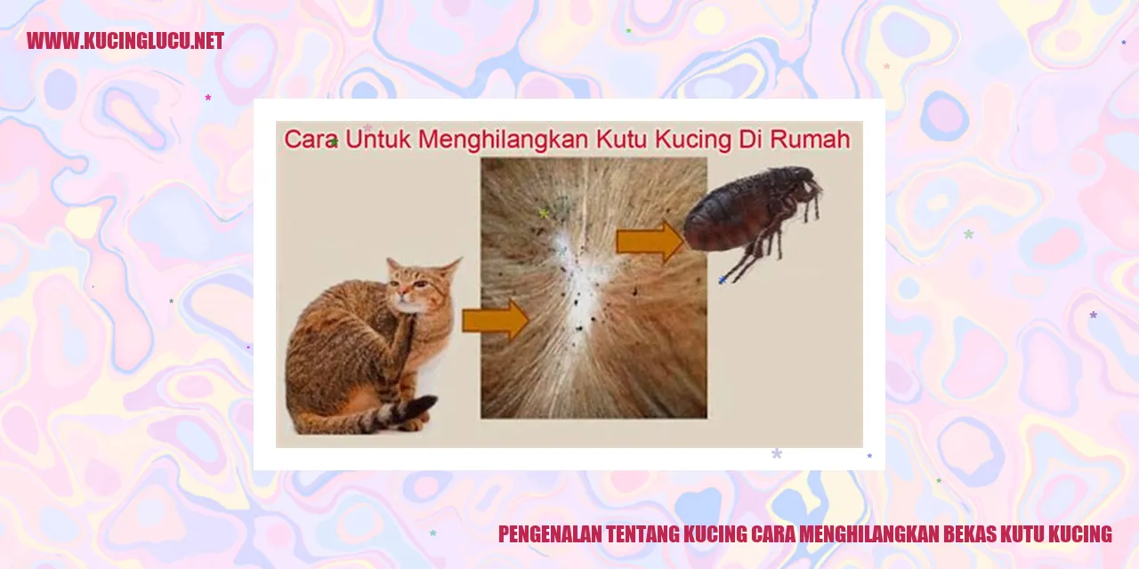 Pengenalan tentang Kucing cara menghilangkan bekas kutu kucing