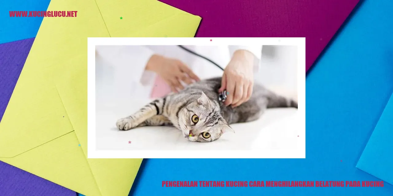 Kucing yang Menggemaskan