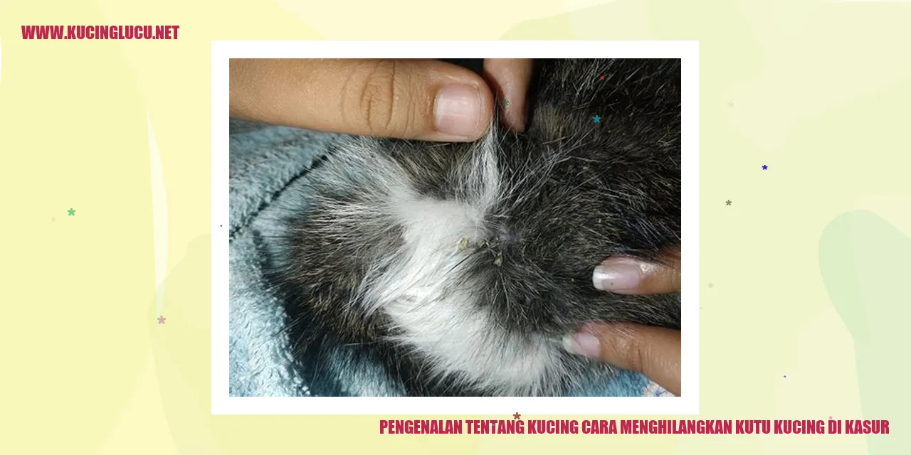 Gambar Kucing