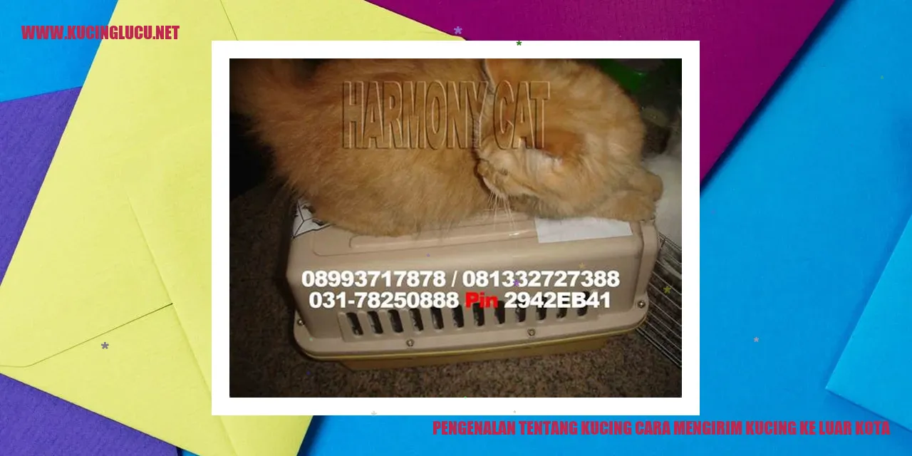 Kucing Melalui Transportasi