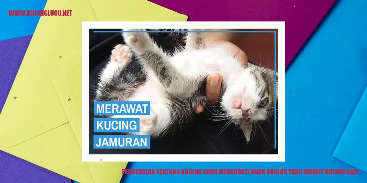gambar kucing
