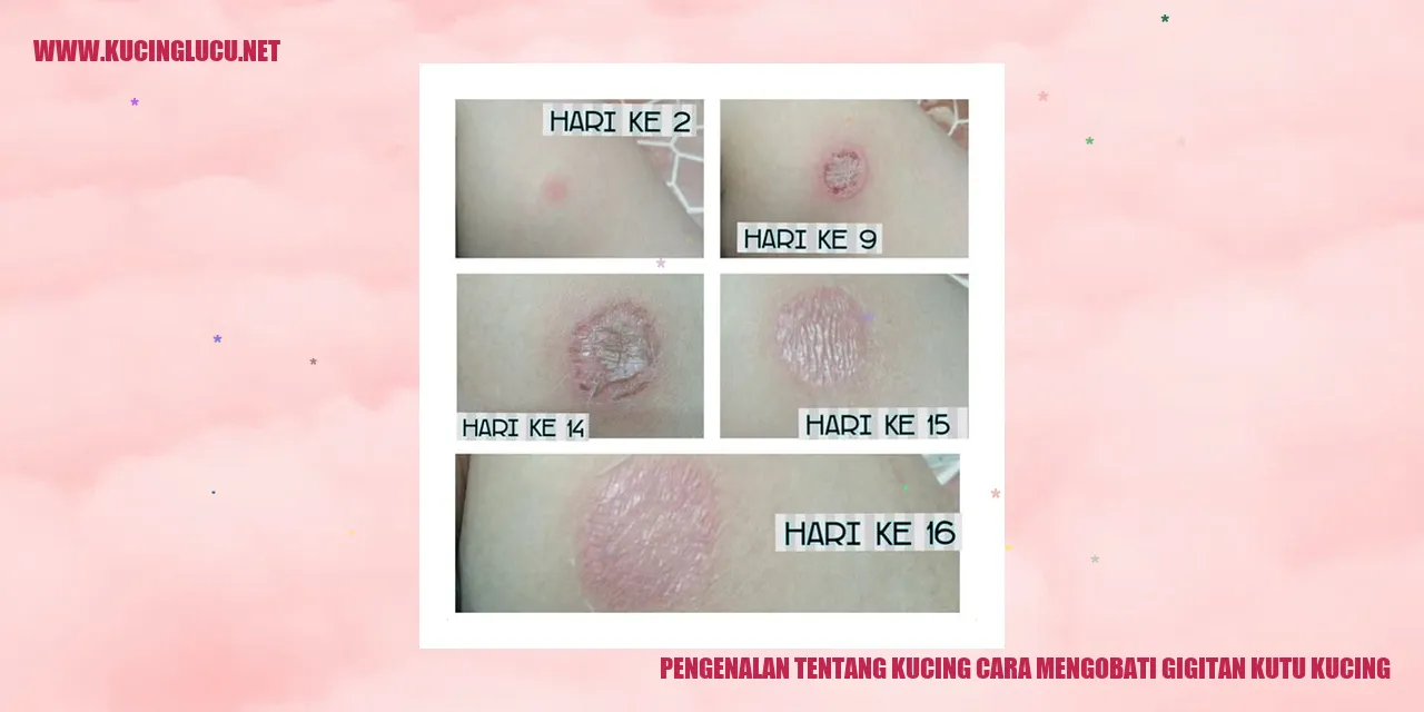 Gambar Kucing yang Menggemaskan
