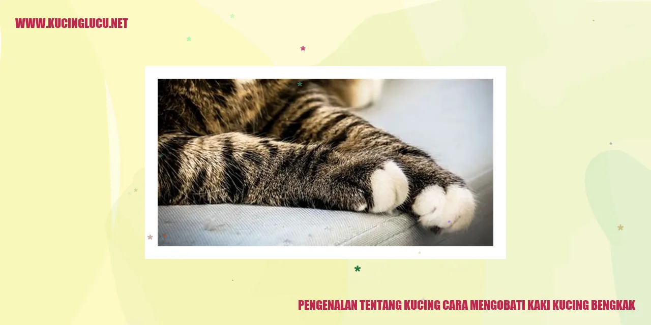 Gambar kucing sedang merawat kaki bengkak