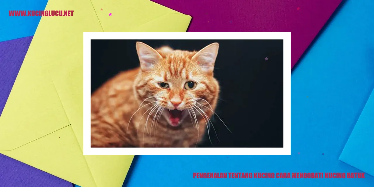 Gambar kucing sedang bermain
