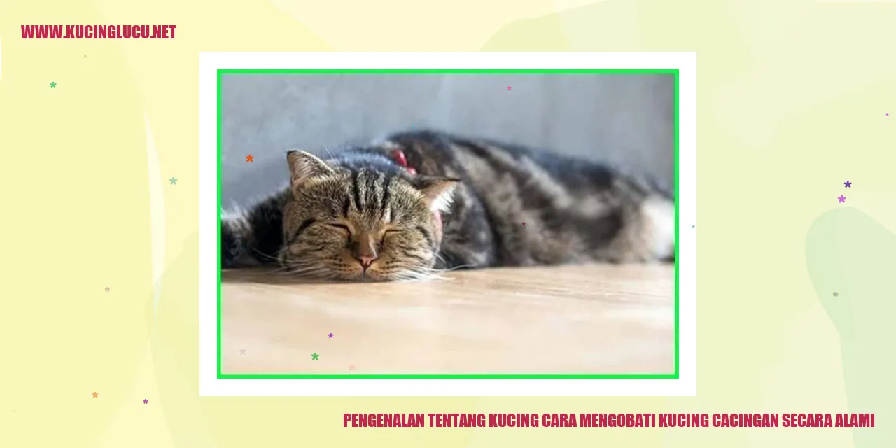 Gambar Kucing