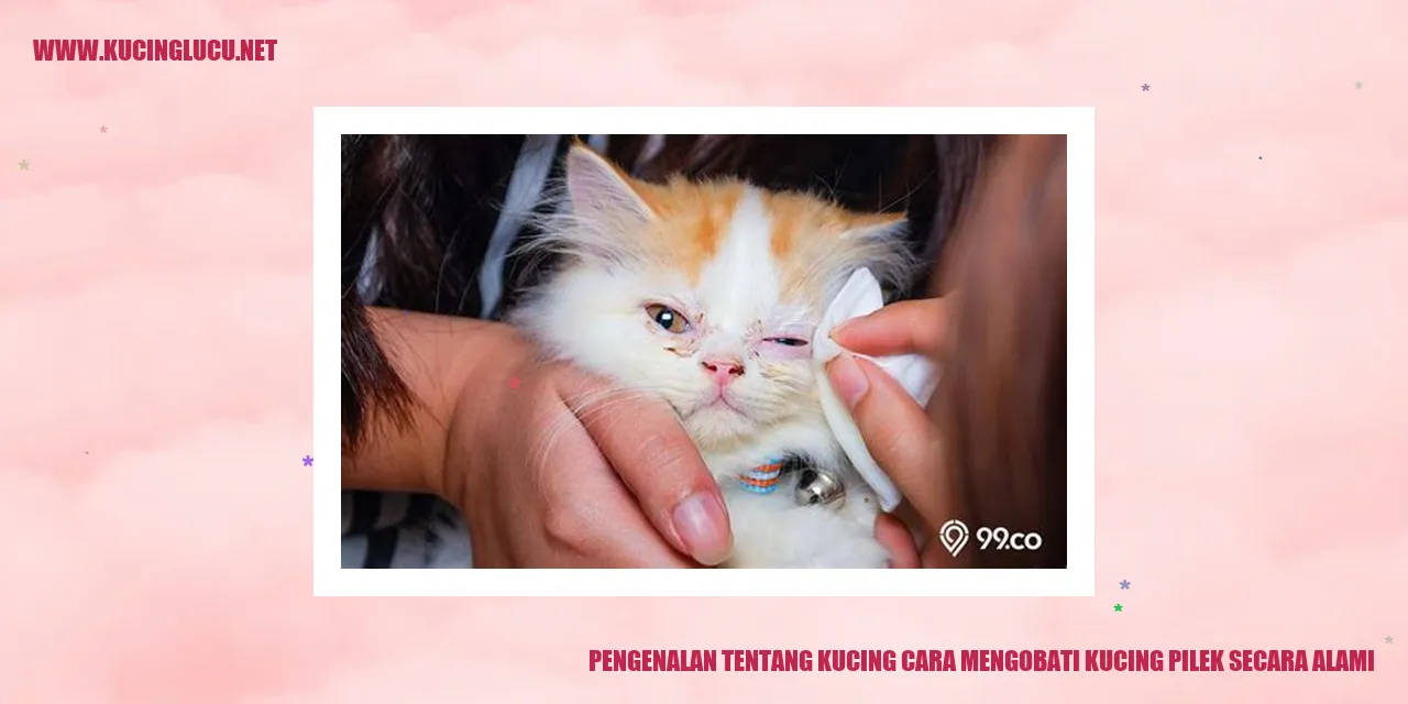 Gambar Kucing