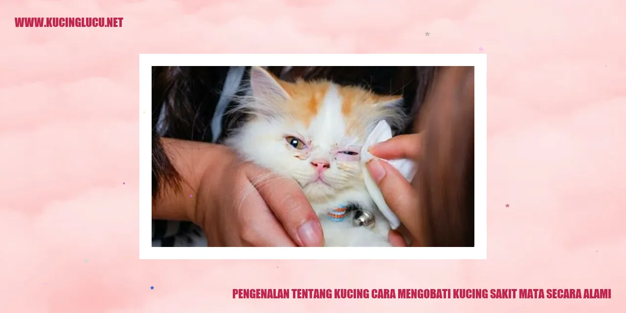 Gambar kucing yang menggemaskan