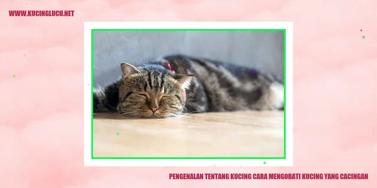 Gambar kucing