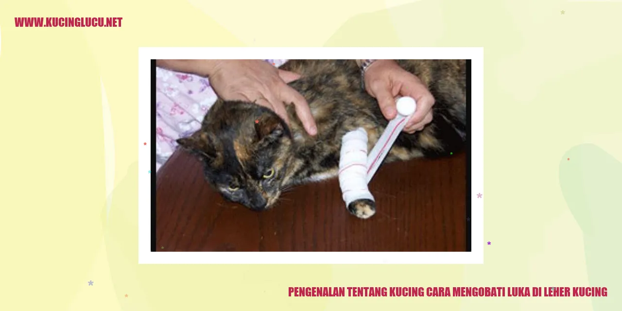 Kucing Mengobati Luka di Leher Kucing