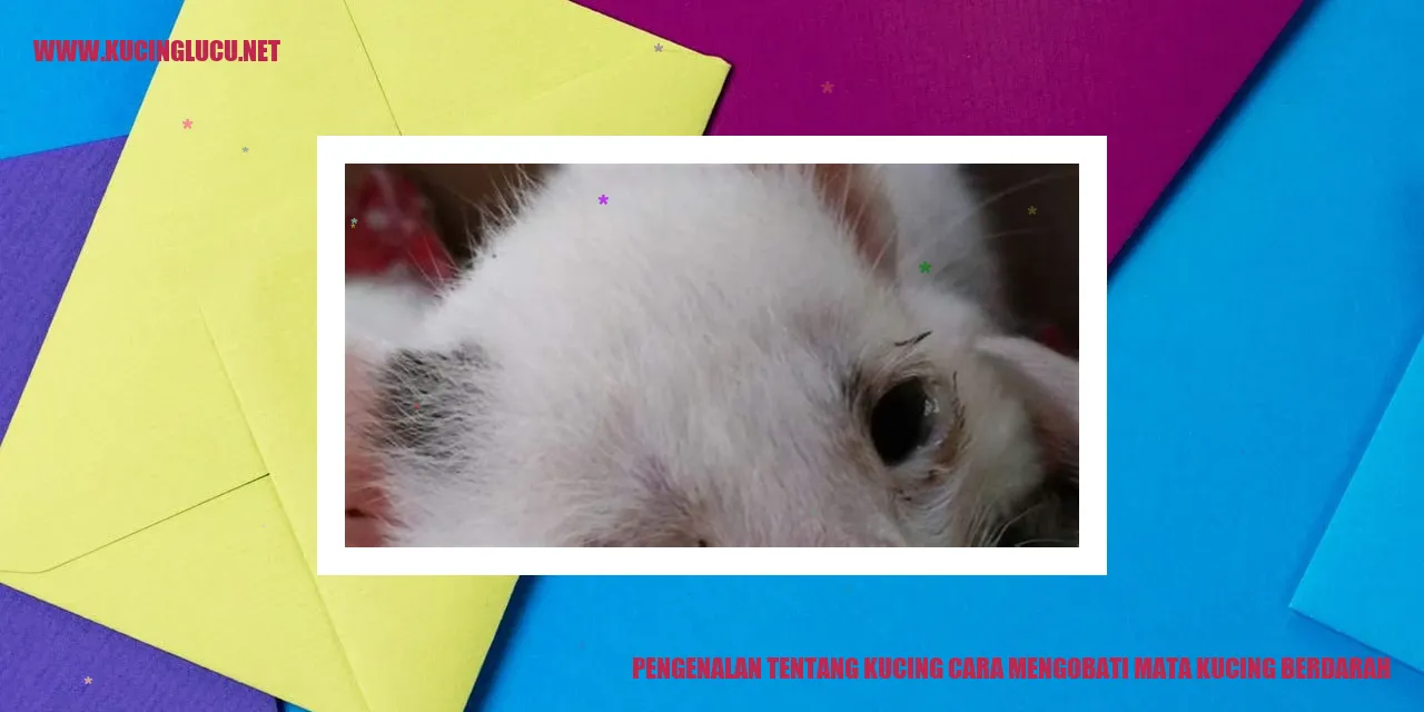 Gambar Kucing