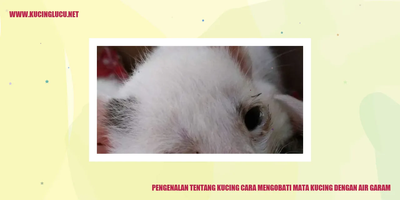 Kucing dengan mata bengkak
