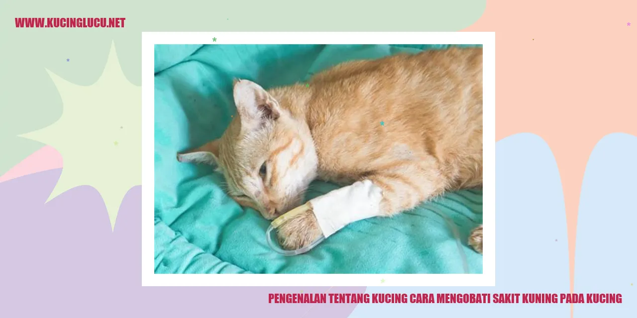 Gambar Kucing yang Menggemaskan