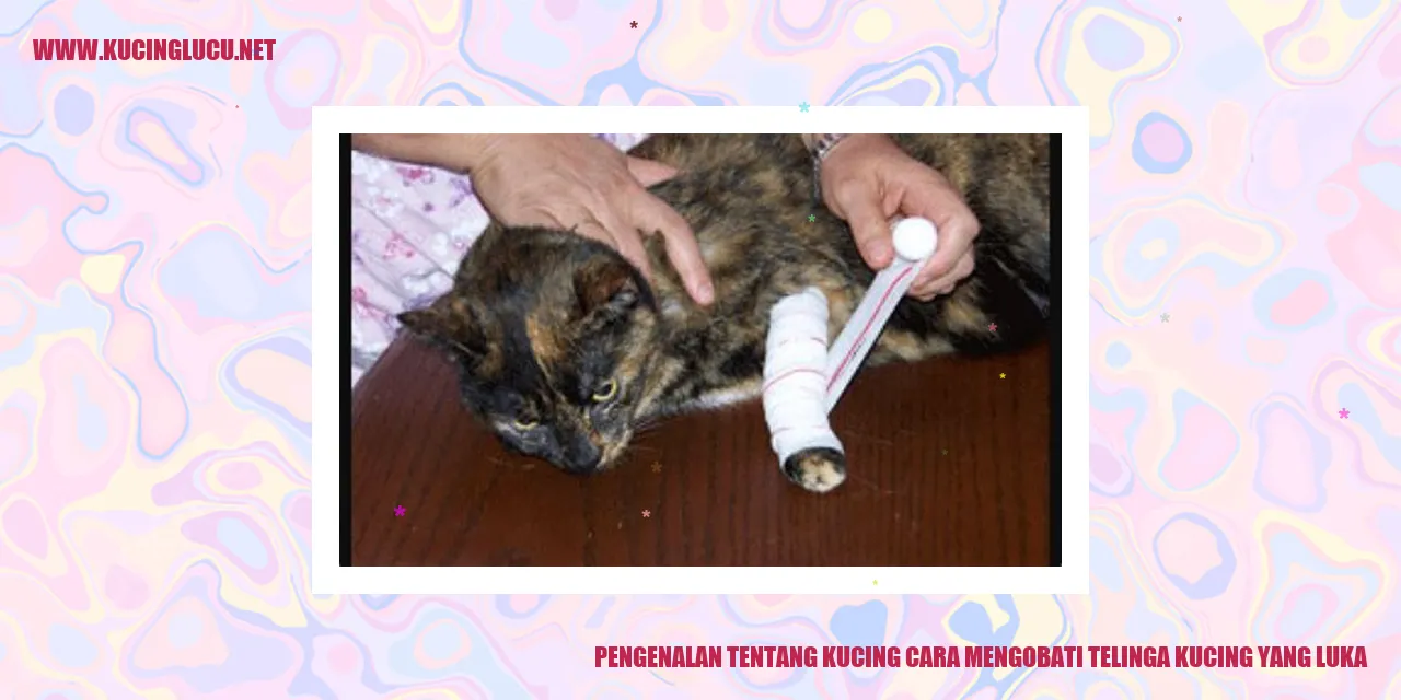 gambar kucing yang sedang diobati telinganya