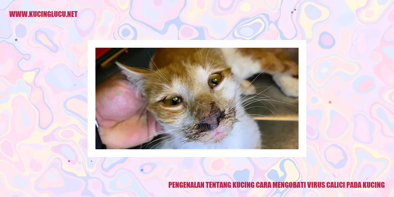 Gambar Kucing