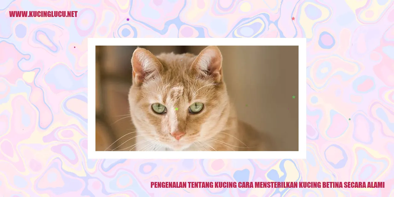 Pengenalan tentang Kucing cara mensterilkan kucing betina secara alami