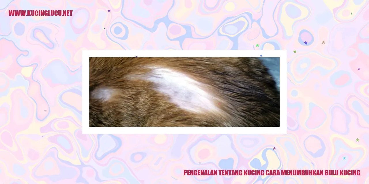 Kucing dengan bulu yang sehat