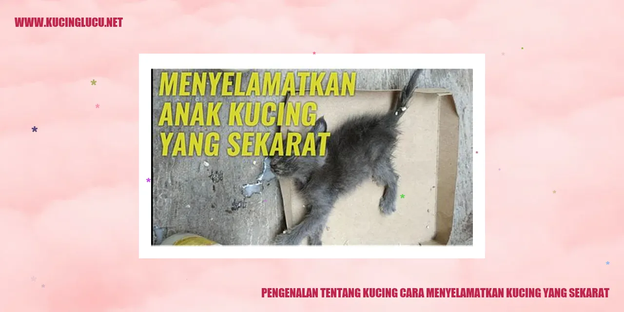 Gambar Kucing