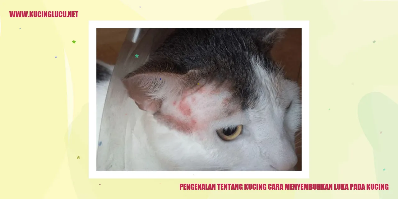 Gambar Kucing