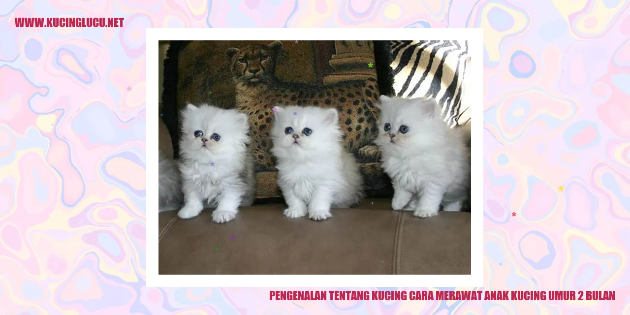 Kucing Anak Usia 2 Bulan