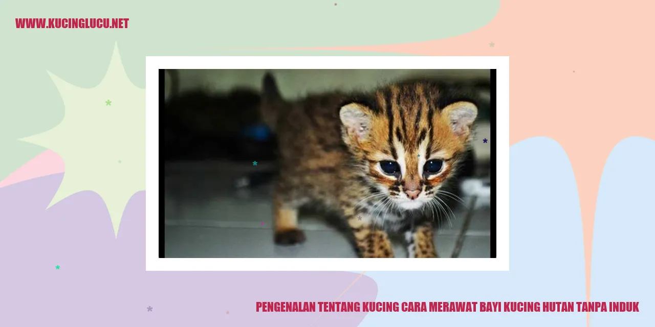Gambar Kucing