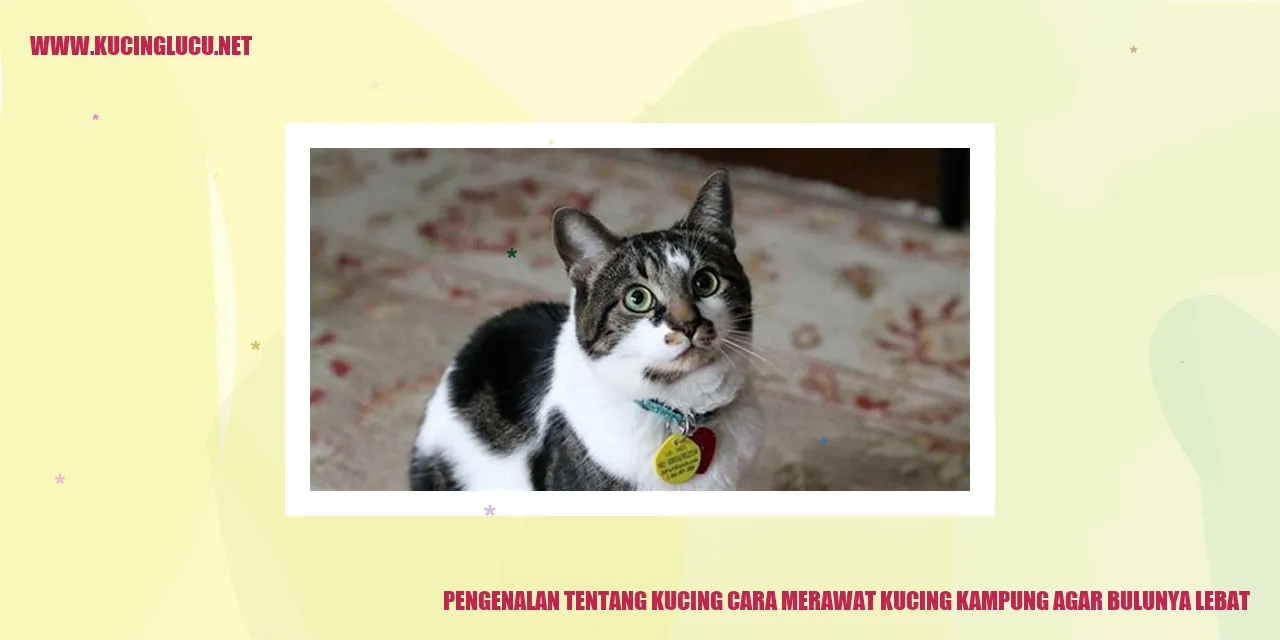 Gambar Kucing