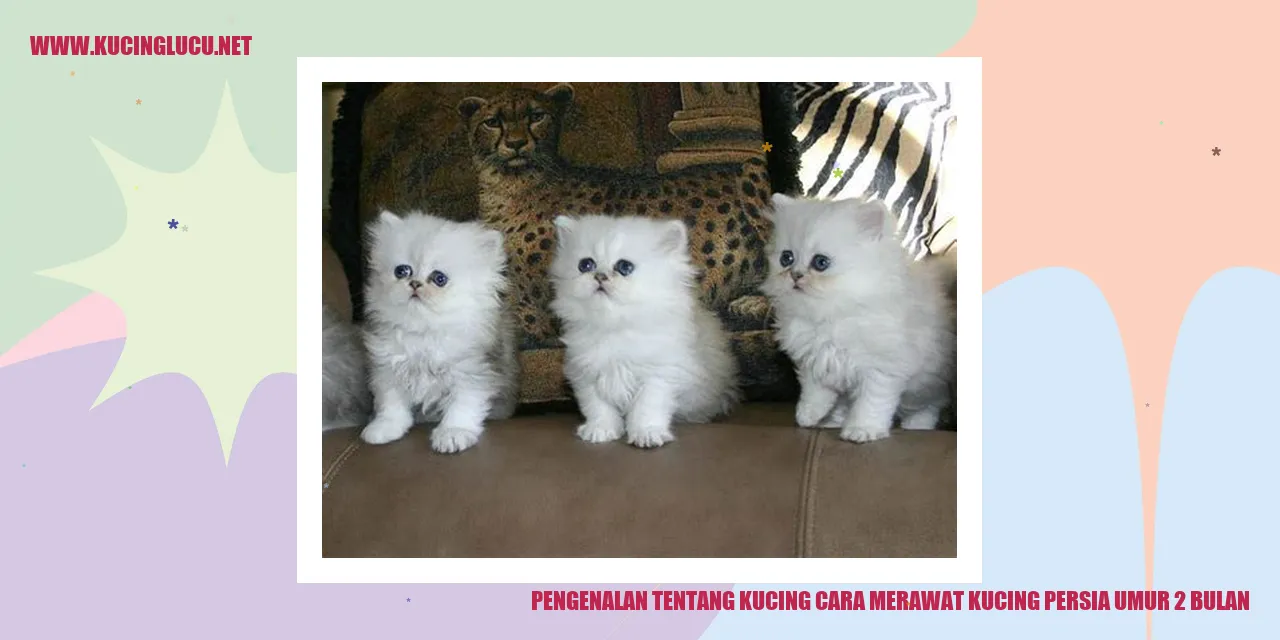 Gambar Kucing Persia