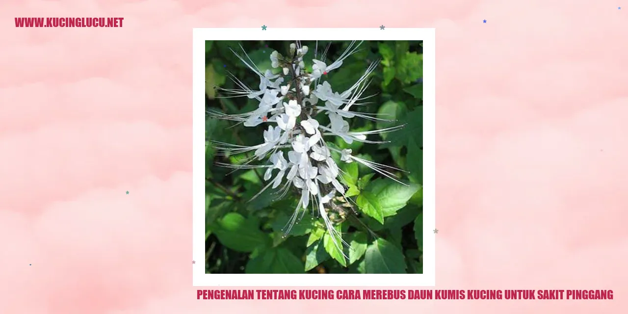 Ilustrasi Daun Kumis Kucing