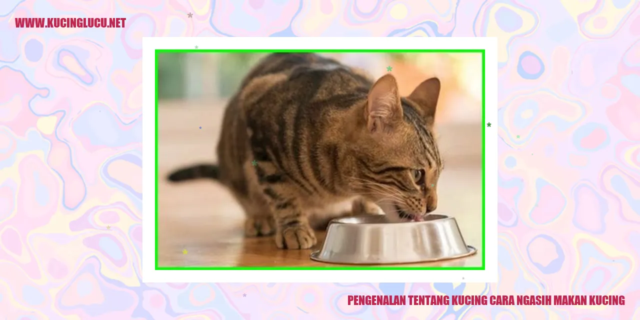 Kucing
