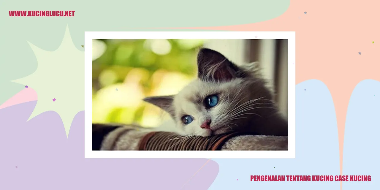 Gambar Kucing