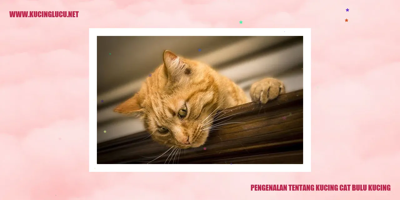 Gambar kucing dengan bulu yang menakjubkan