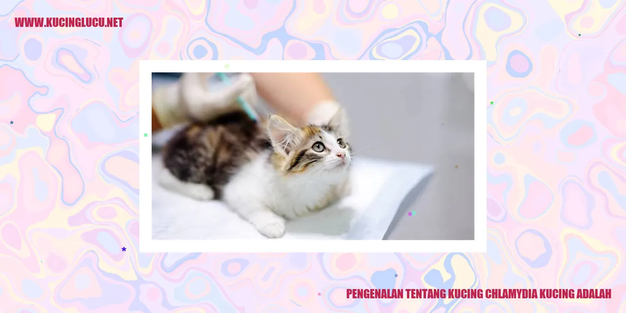 Kucing Chlamydia