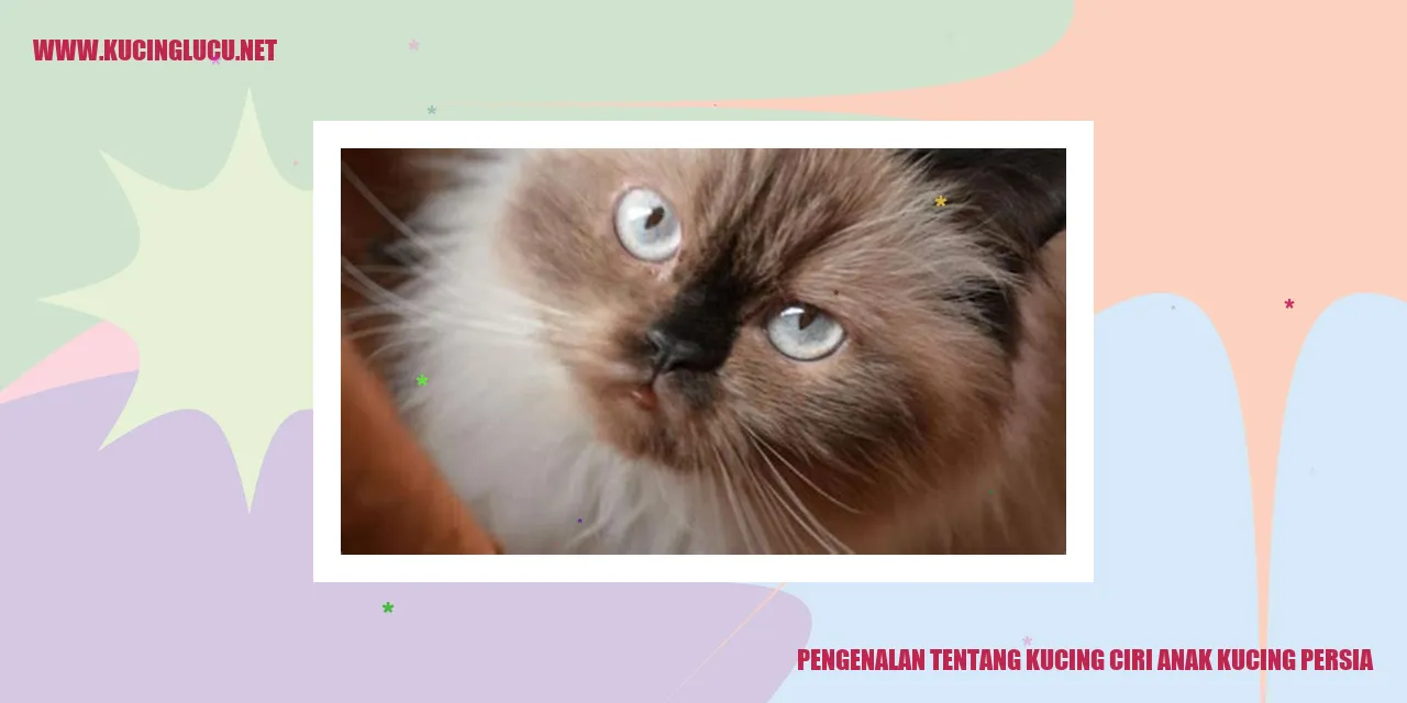 Anak Kucing Persia