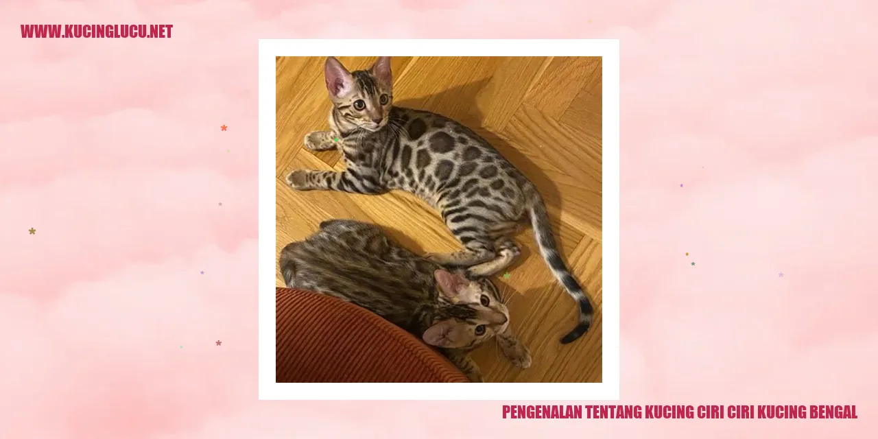 Kucing Bengal yang Mengagumkan