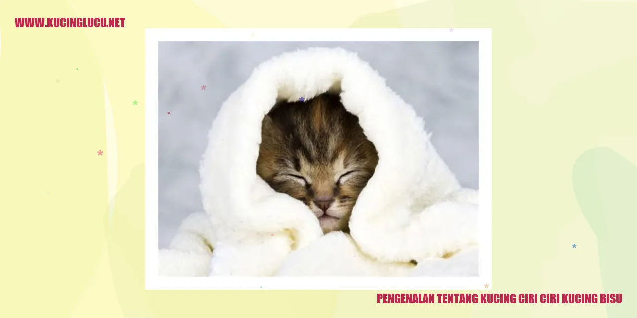 Gambar Kucing Diam