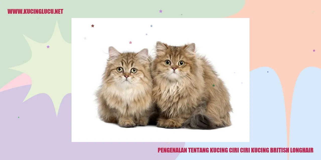 Gambar Kucing British Longhair
