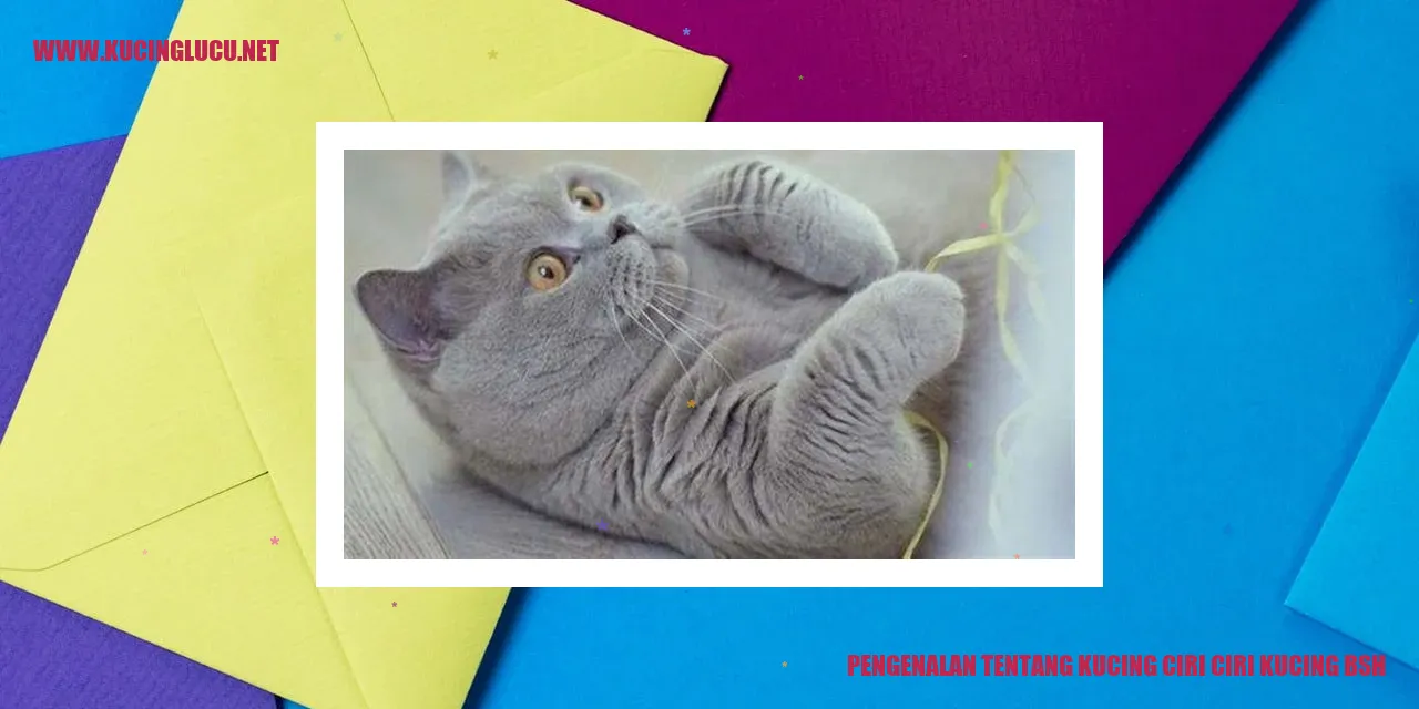 Kucing BSH