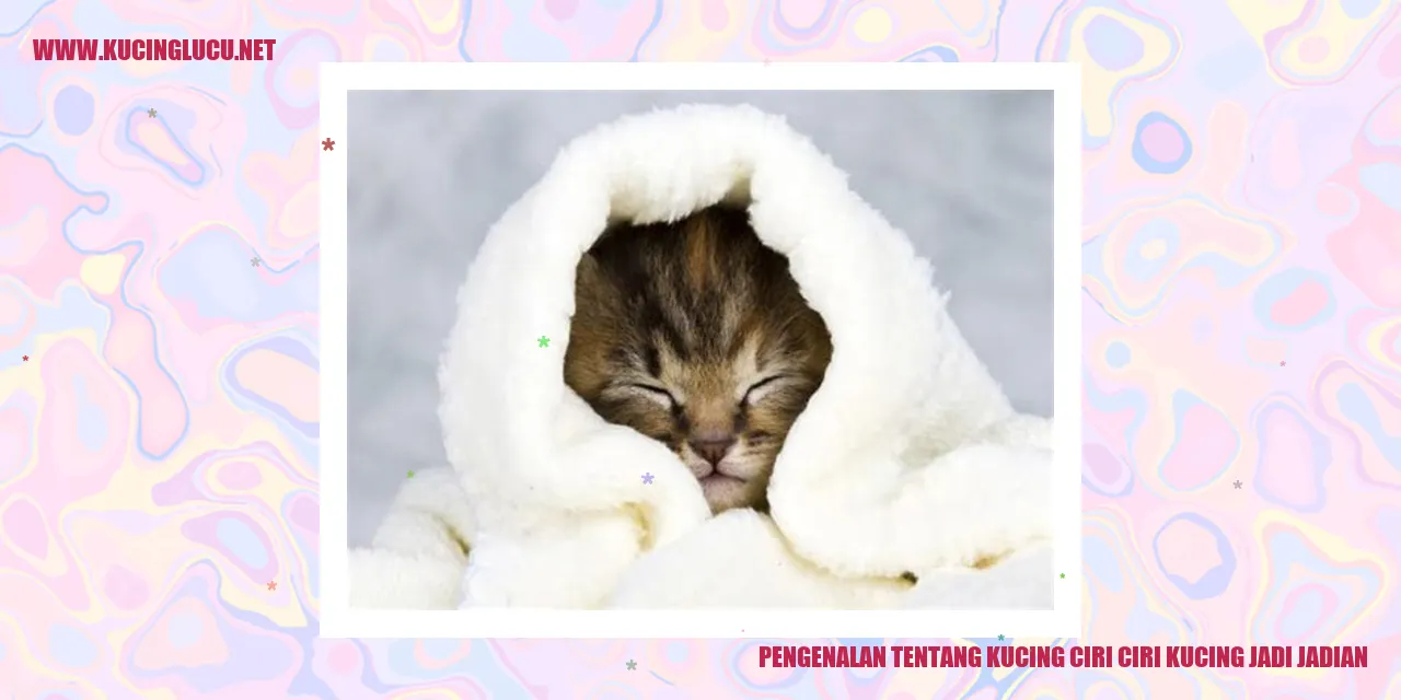 gambar kucing