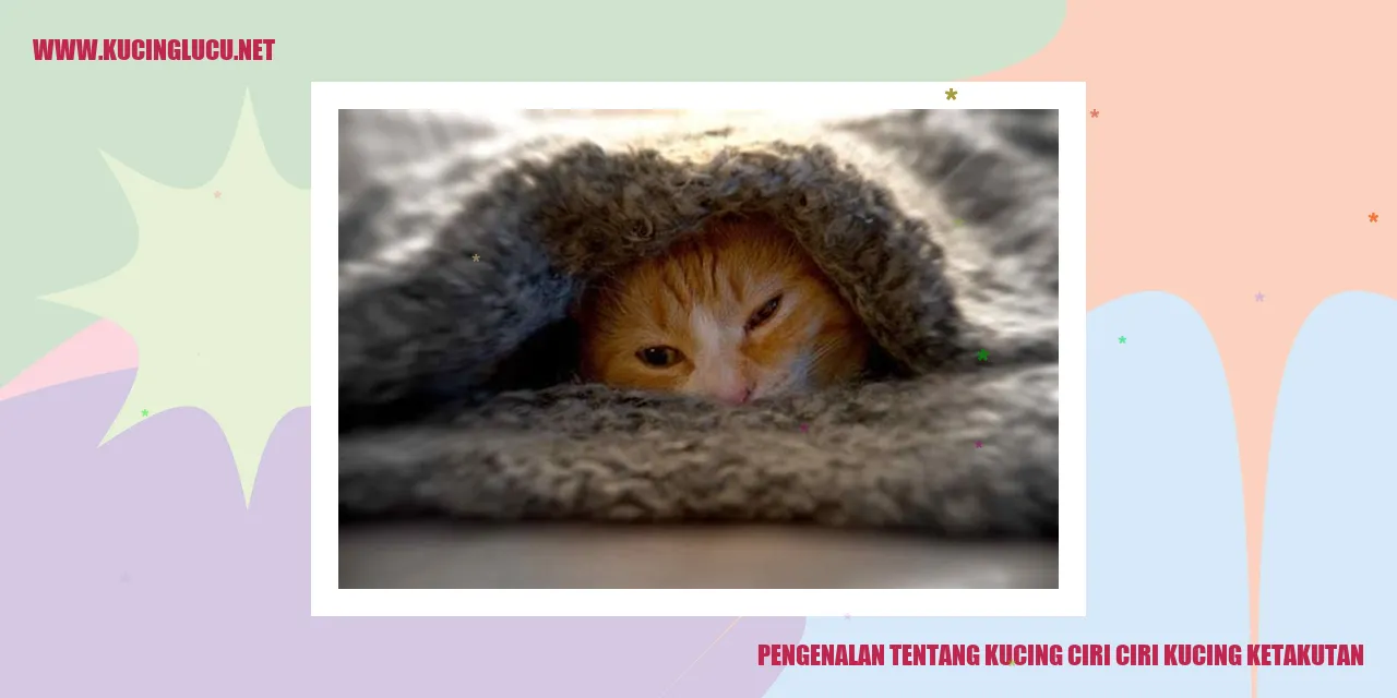 Gambar Seekor Kucing Ketakutan
