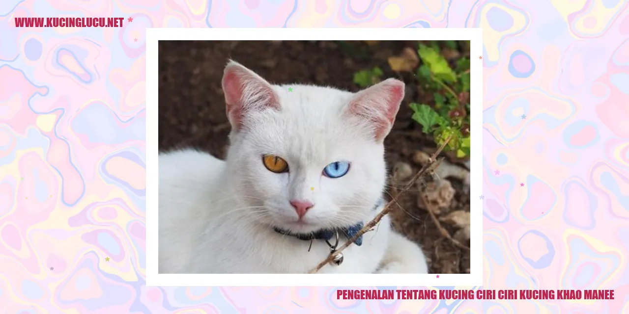 Kucing Khao Manee