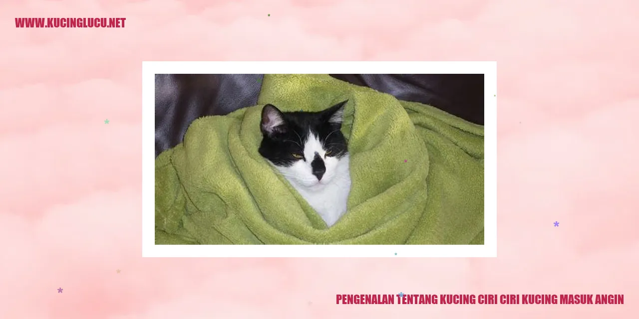 Kucing Lucu