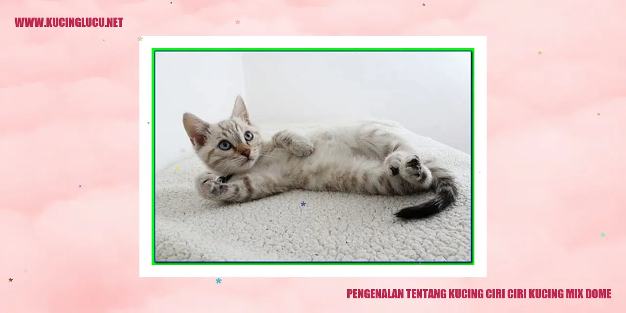 Kucing Mix Dome