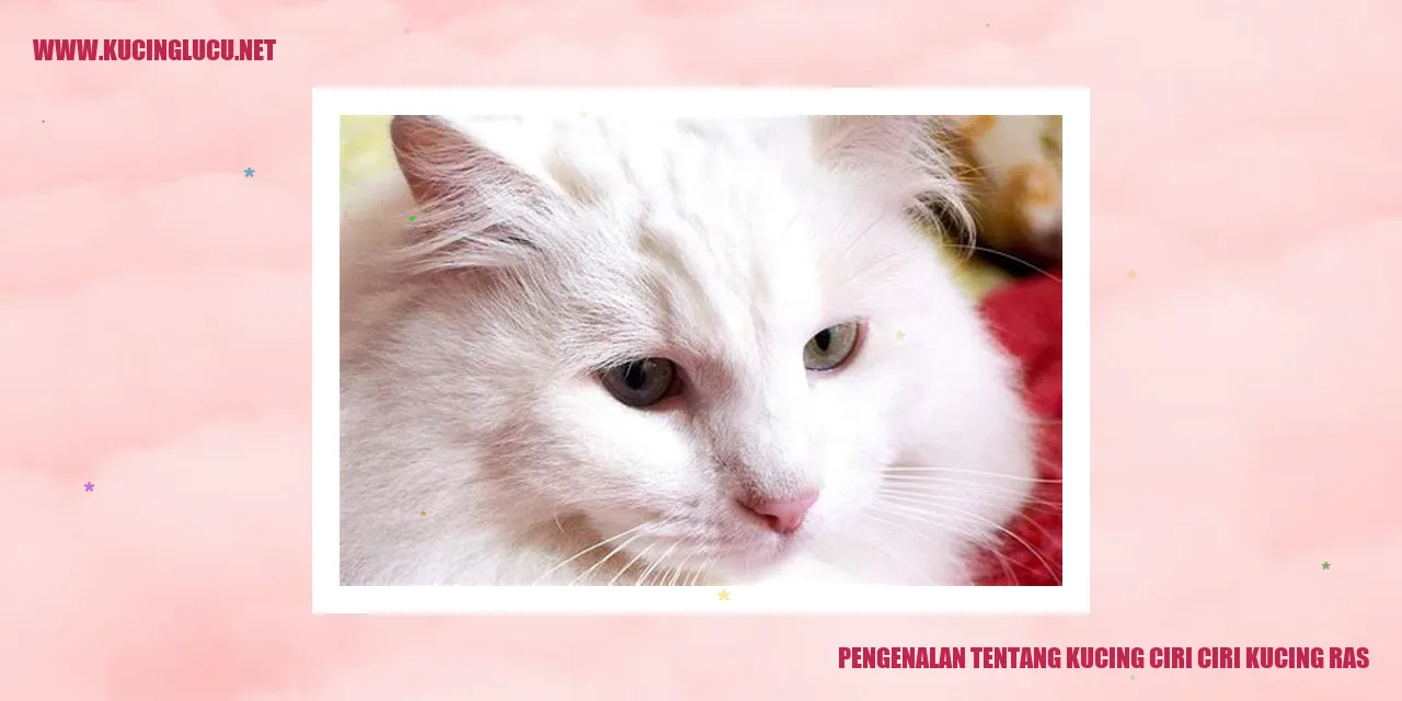 Gambar kucing ras