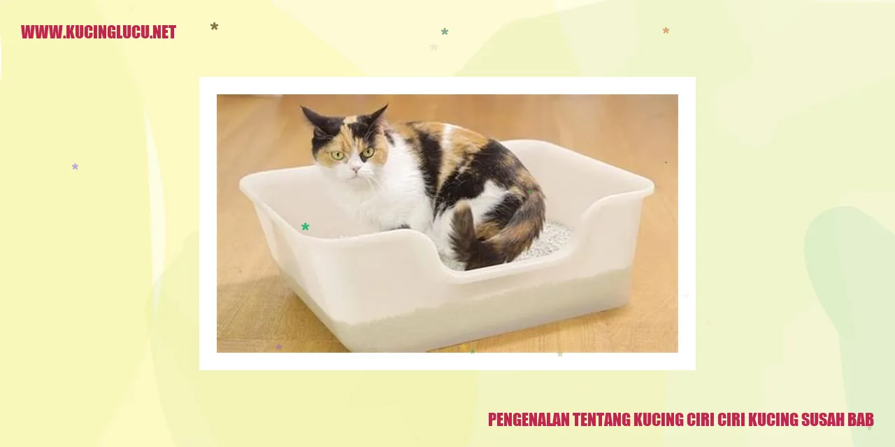 Gambar Kucing Lucu