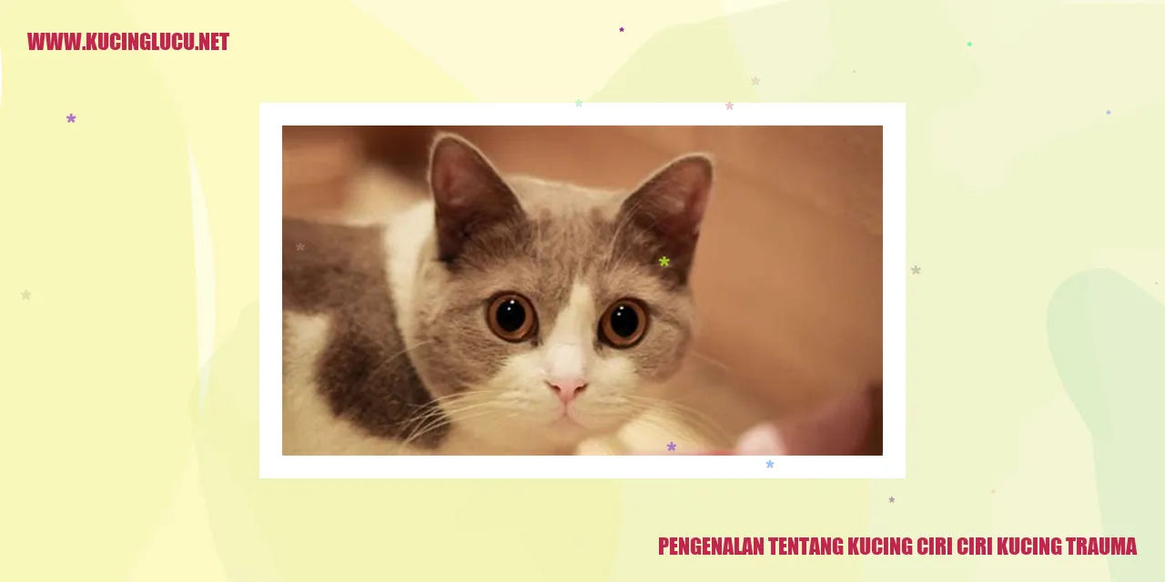 Kucing yang Lucu